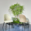 Luna Curve Dining Chair#MY961