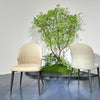 Luna Curve Dining Chair#MY961
