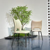 Luna Curve Dining Chair#MY962